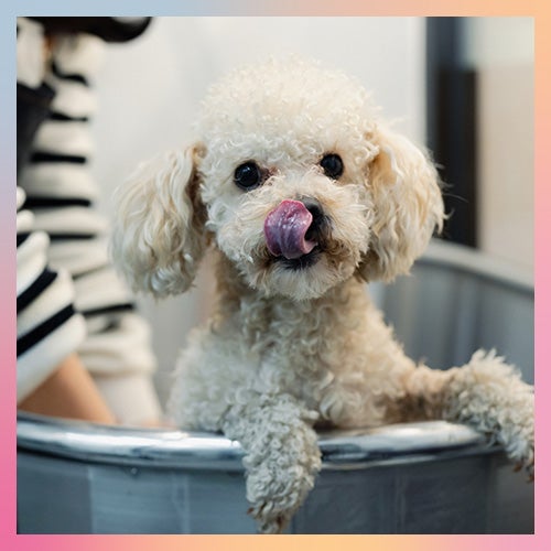 Per l'igiene e la toelettatura