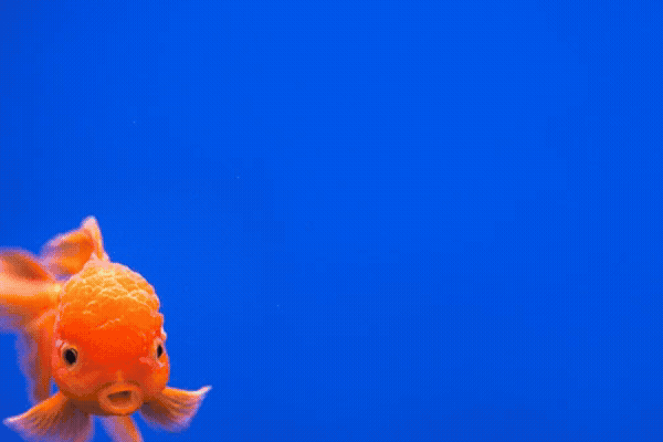 Oggi fidati solo di una promo vera: 10€ di sconto con il codice SCONTO10 su una spesa minima di 100€. 