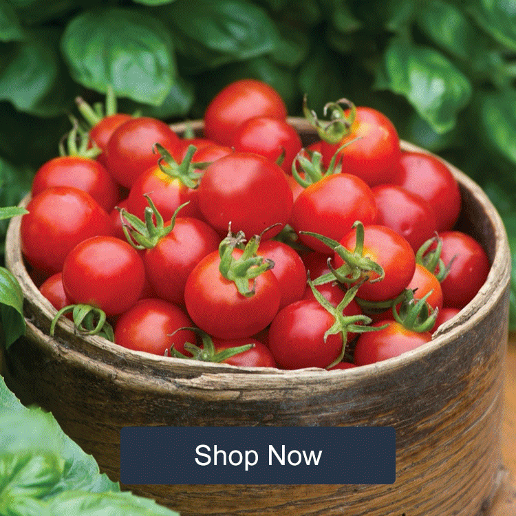 Ciroa Body 3 Piece Collection  