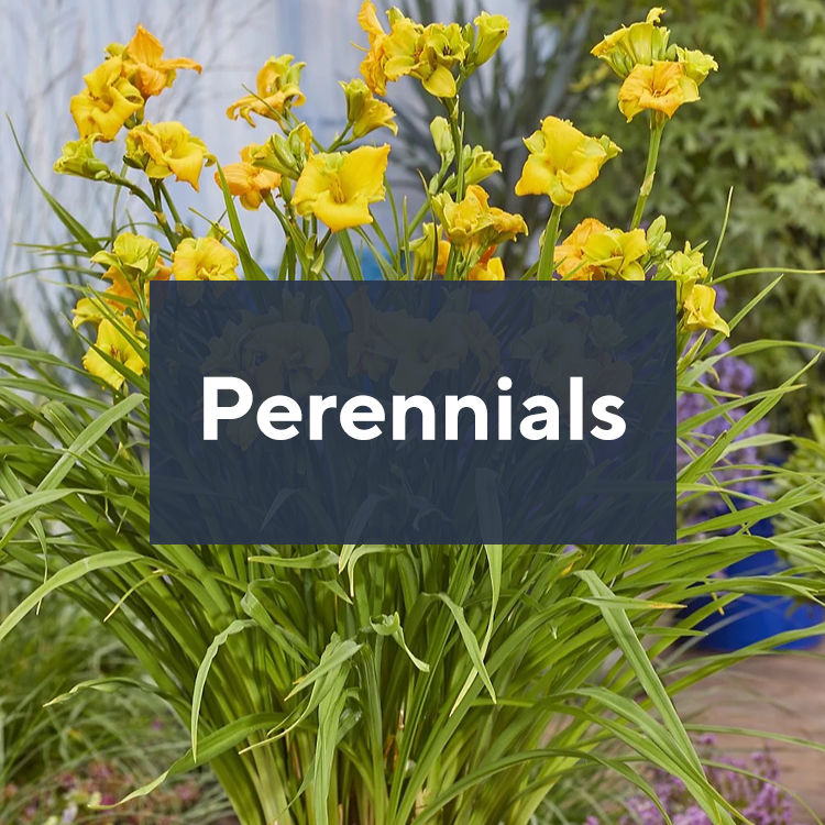 Perennials