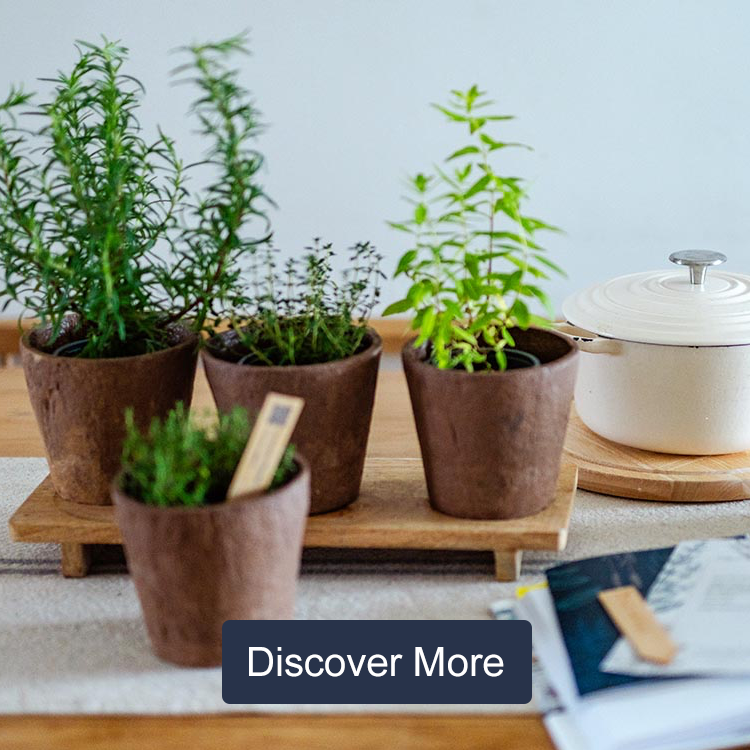 Herbs - Garden & Leisure