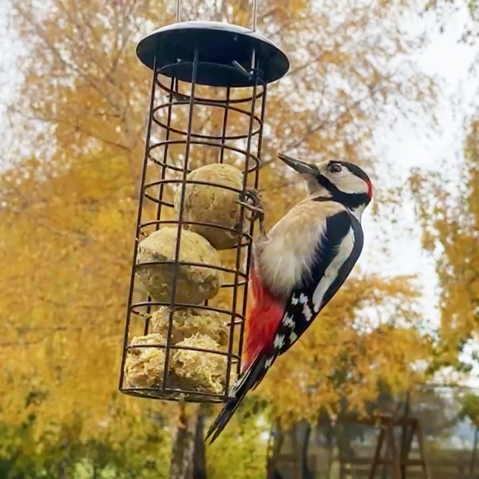 Grumpy Gardener 12.55kg Gold Mix No Mess Wild Bird Food 150 Fatballs