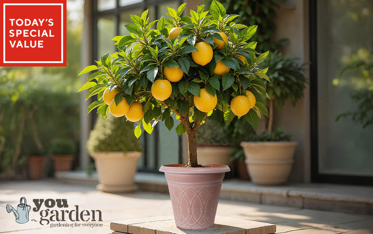 YouGarden