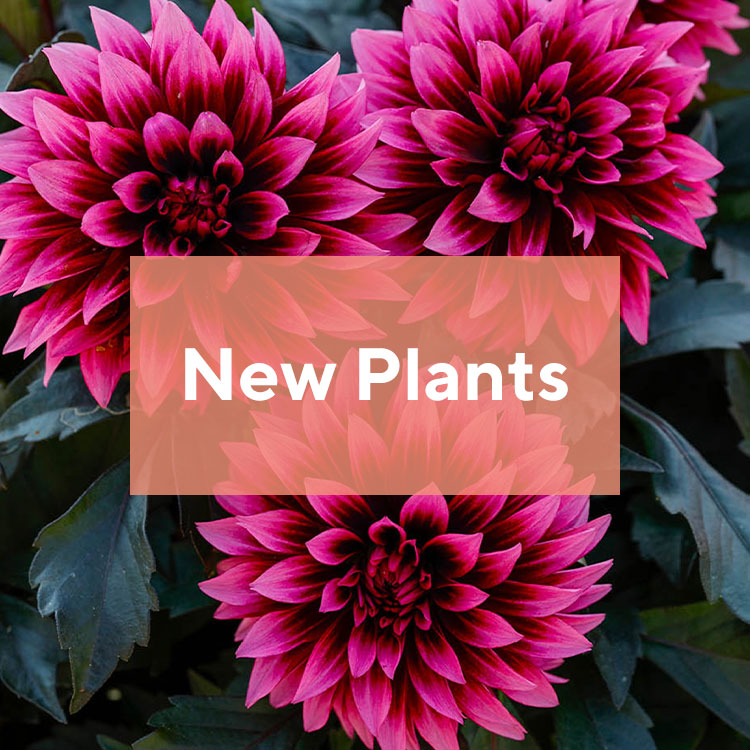 New Plants