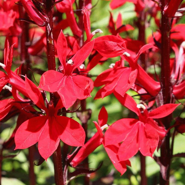 YouGarden Chelsea Favourites Perennial Collection