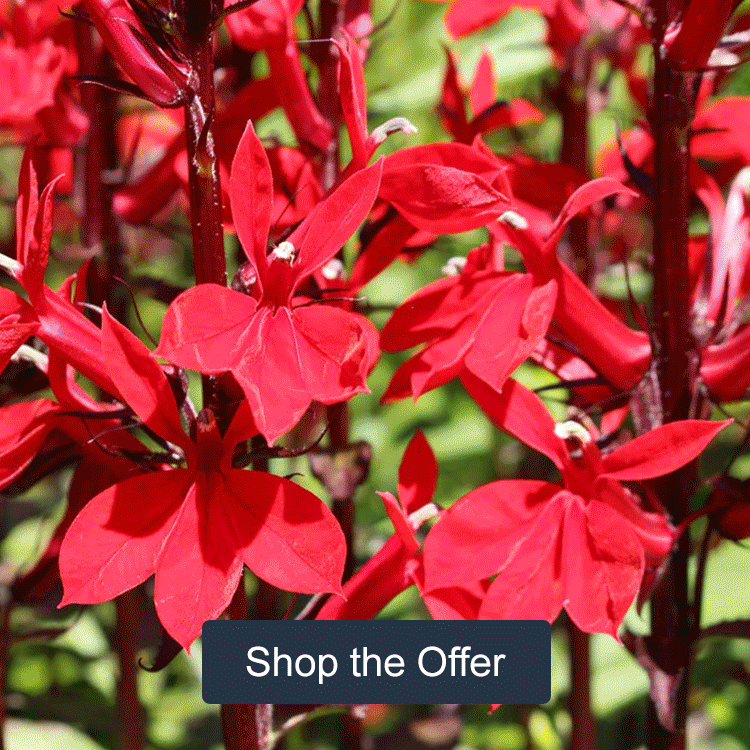 YouGarden Chelsea Favourites Perennial Collection