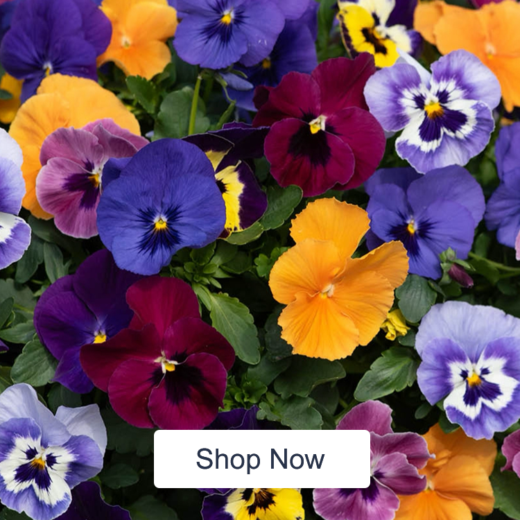 Bright, Beautiful Blooms