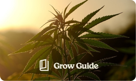 Grow Guide