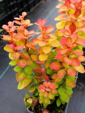 Berberys thunberga Neon Gold (P9)