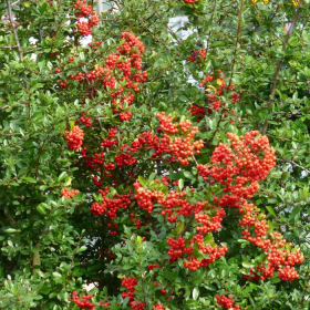 Ognik Szkarłatny Pyracantha coccinea