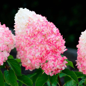 Hortensja bukietowa Living Pink & Rose 