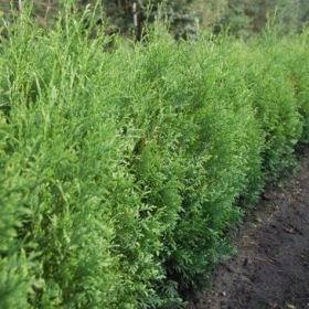 Thuja Tuja na żywopłot Plant Pack