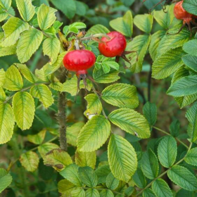 Róża pomarszczona na dżemy Plant Pack