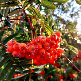 Jarzębina Plant Pack