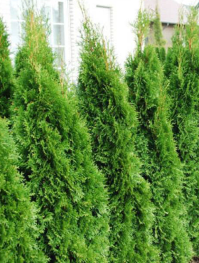 Thuja Tuja Żywotnik zachodni Smaragd (P9)