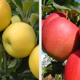 Duo Jabłoń Gala + Golden Delicious niezwykle smaczne Plant Pack