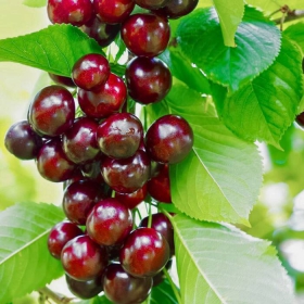 Czereśnia kolumnowa Helena Plant Pack