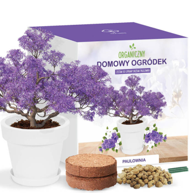 Zestaw do uprawy Bonsai Drzewko szczęścia Paulownia