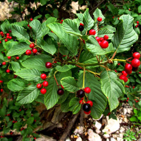 Kruszyna Miododajna Plant Pack