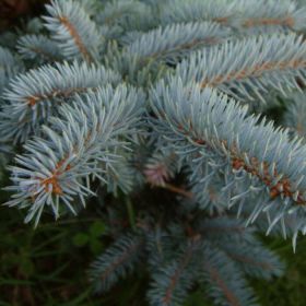 Świerk Glauca srebrny Plant Pack