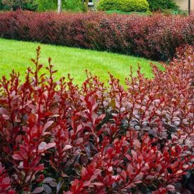 Berberys Atropurpurea