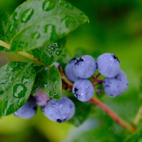 Borówka amerykańska Darrow późna (C2)
