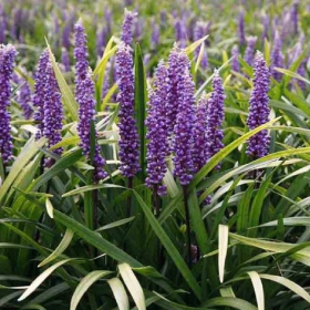 Liriope szafirkowata (C2)