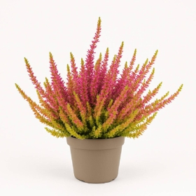 Wrzos pospolity Golden Angie płonacy