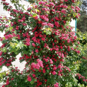 Głóg dwuszyjkowy Paul's Scarlet drzewiasty