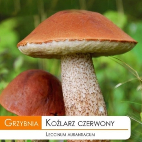 Grzybnia Koźlarz czerwony Osak Osiniak 10g