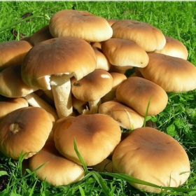 Grzybnia na kołkach Polówka wiązkowa 20szt