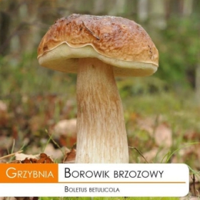 Grzybnia Prawdziwek brzozowy 10g