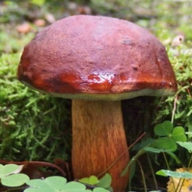 Grzybnia Podgrzybek brunatny 10g