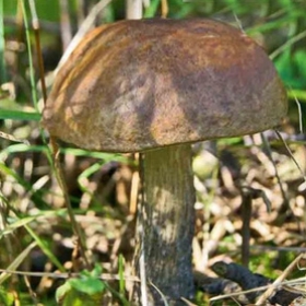Grzybnia Koźlarz Babka Kozak Koźlak 10g
