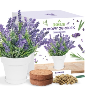 Zestaw do uprawy Lawendy odstrasza komary 