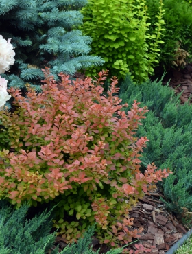 Grzybnia Podgrzybek brunatny 10g