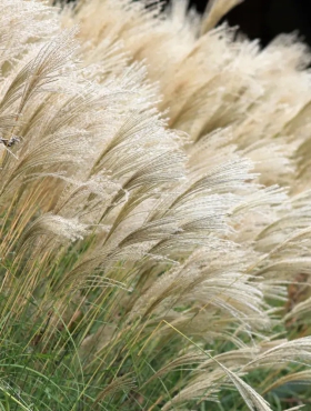 Grzybnia na kołkach Boczniak cytrynowy 20szt.