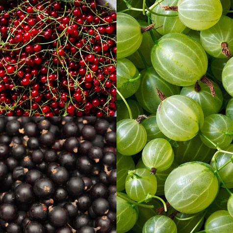 Zestaw Owocowe Skarby do Słoika Plant Pack