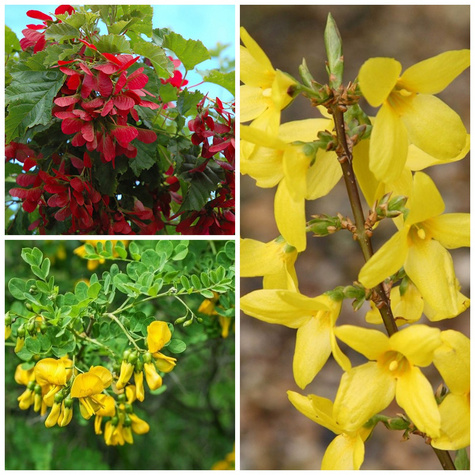 Zestaw Złoto i Ogień Plant Pack