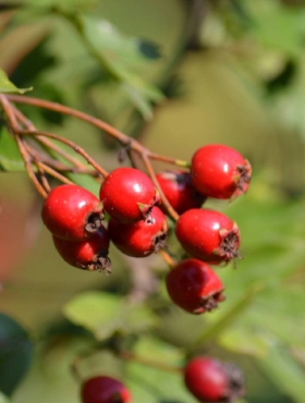 Głóg jednoszyjkowy PREMIUM SADZONKI Plant Pack