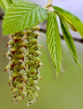 Grab Pospolity PREMIUM SADZONKI Plant Pack