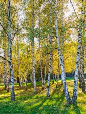 Brzoza brodawkowata Plant Pack