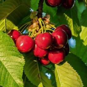 Czereśnia Burlat Plant Pack 