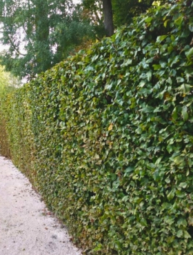 Grab Pospolity Plant Pack