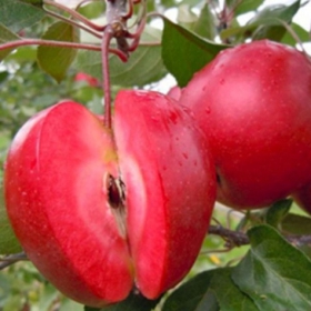 Jabłoń Red Loove czerwony miąższ Plant Pack