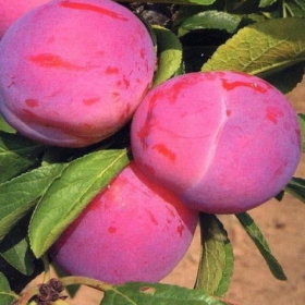 Śliwa Jerozolimka Brzoskwiniowa Renkloda Jerozolimka Plant Pack 