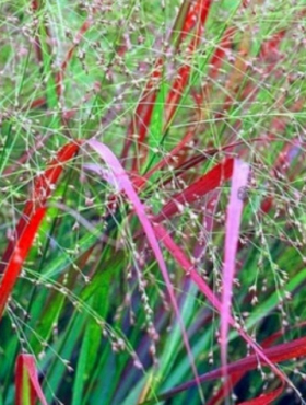 Proso rózgowate Squaw