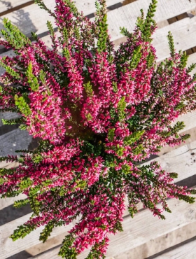 Wrzos pospolity czerwony pączkowy