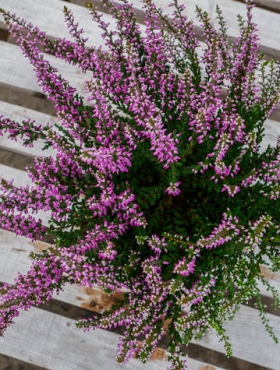 Wrzos pospolity fioletowy pączkowy