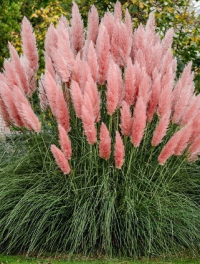 Trawa Pampasowa Rosea (C2)